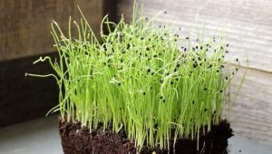 Ako pestovať cibuľu zo semien?