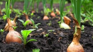 Come coltivare i set di cipolle?