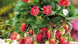 Welche Erdbeere ist besser - remontant oder normal?