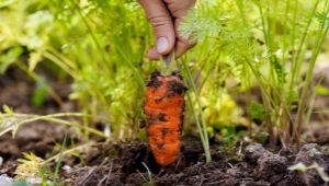 Che tipo di terreno piace alle carote?