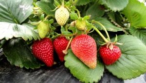 Hvornår og hvordan transplanterer man jordbær om foråret?