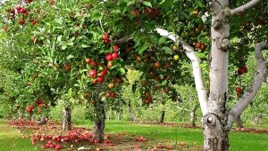 Wanneer en hoe een appelboom opnieuw planten?