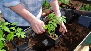 When to plant tomatoes for seedlings?