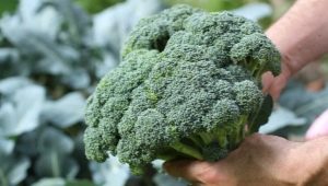 Hvornår modner broccoli, og hvordan ved man, om kålen er moden?