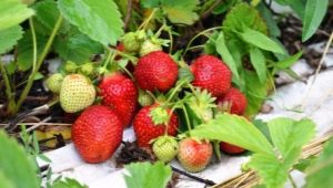 Wann reifen Erdbeeren und Erdbeeren?