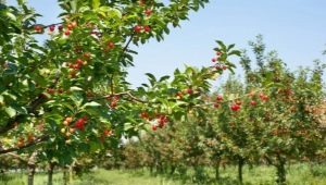 È possibile piantare ciliegie accanto alle ciliegie e come farlo?