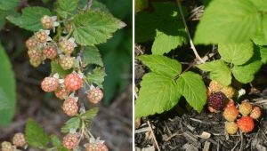 Kan hindbær og brombær plantes i nærheden?