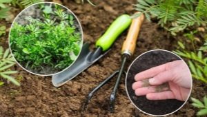 Je možné zasadit mrkev v červnu a jak to udělat?