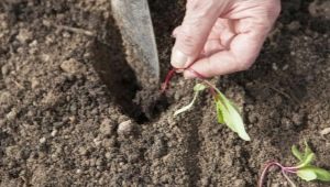 ¿Se pueden plantar remolachas en junio y cómo hacerlo?