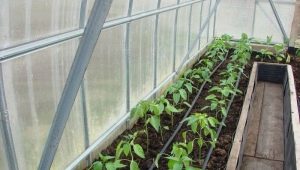 Hvor langt skal man plante peberfrugter i et drivhus?