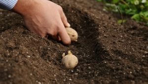 Hvor dybt skal du plante kartofler?