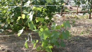Nuancerne i pleje af druer i det første år af plantning