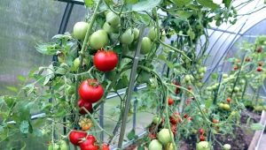 Los matices del cultivo de tomates en invernadero.