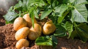 Přehled chorob a škůdců brambor