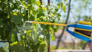 Übersicht Fungizide für Weintrauben