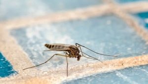 Beoordeling van folkremedies voor muggen