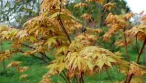Overview of species and varieties of maple