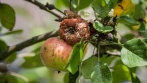 Descrizione di malattie e parassiti dei meli