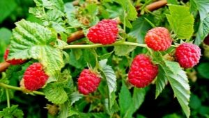 Beskrivelse af hindbær og deres dyrkning