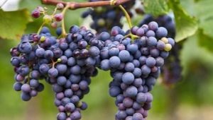 Kenmerken van vruchtdragende druiven