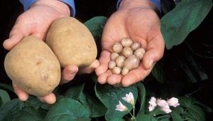 Z jakých důvodů jsou brambory malé a co s nimi?