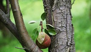 Hvorfor bærer pæren ikke frugt, og hvad skal man gøre?