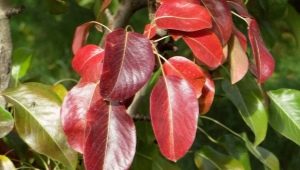 Hvorfor bliver pæreblade røde, og hvad skal man gøre?