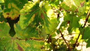 Hvorfor bliver drueblade gule, og hvad skal man gøre?
