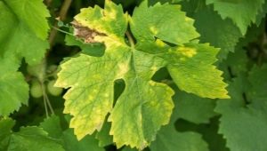 Pourquoi des taches sont-elles apparues sur les feuilles de raisin et que faire?