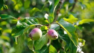 Hvorfor bærer æbletræet ikke frugt, og hvad skal man gøre ved det?