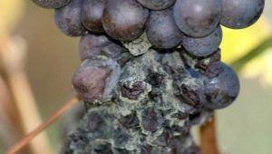 Pourquoi la moisissure est-elle apparue sur les raisins et que faire ?