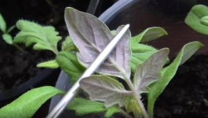 Why are tomato seedlings purple and what to do?