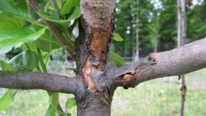 Waarom schilfert de schors van een appelboom af en wat te doen?