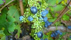 Pourquoi les raisins sont-ils petits et que faire ?