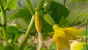 Hvorfor bliver agurkeæggestokke gule, og hvad skal man gøre ved det?