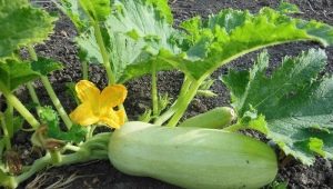 Plantning af zucchini i åben jord