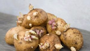 Plantning af kartofler med øjne