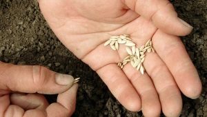 Piantare semi di cetriolo nella serra e nella serra