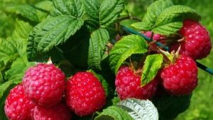 Hindbærplantningsregler og teknologi