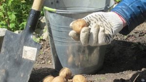 Kartoffelgröße zum Anpflanzen