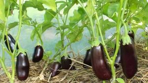 Ved siden af ​​hvad kan du plante auberginer?
