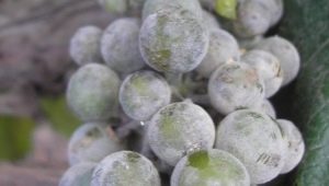 Floraison grise sur les raisins