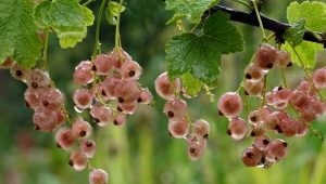 Sorten und Anbau von rosa Johannisbeeren