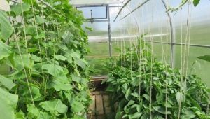 Compatibiliteit van paprika's en komkommers in dezelfde kas en hun aanplant