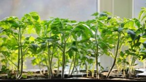 Tomato planting dates in February