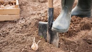 Température du sol pour planter des pommes de terre