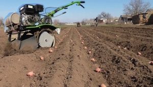 أنواع مزارعي البطاطس ونصائح لاختيارهم