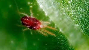 Soorten spintmijten en opties voor ongediertebestrijding