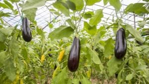 Alles wat je moet weten over het planten van aubergines in de kas