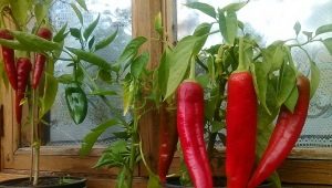 Alt du behøver at vide om dyrkning af peberfrugter